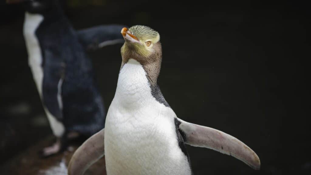 A smelly penguin wins New Zealand’s hard-fought bird election