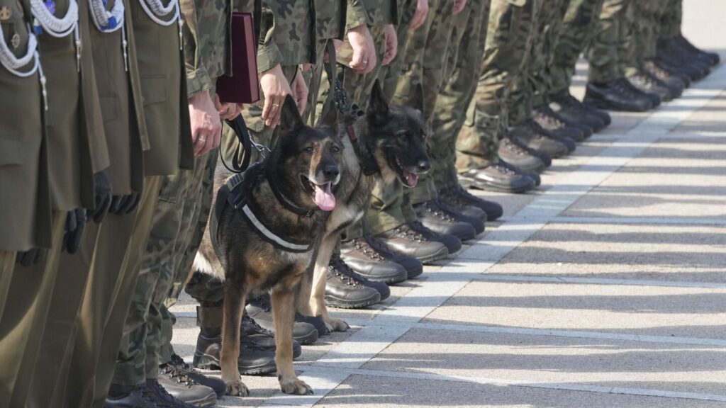 Poland thanks military dogs for their service by giving them army ranks