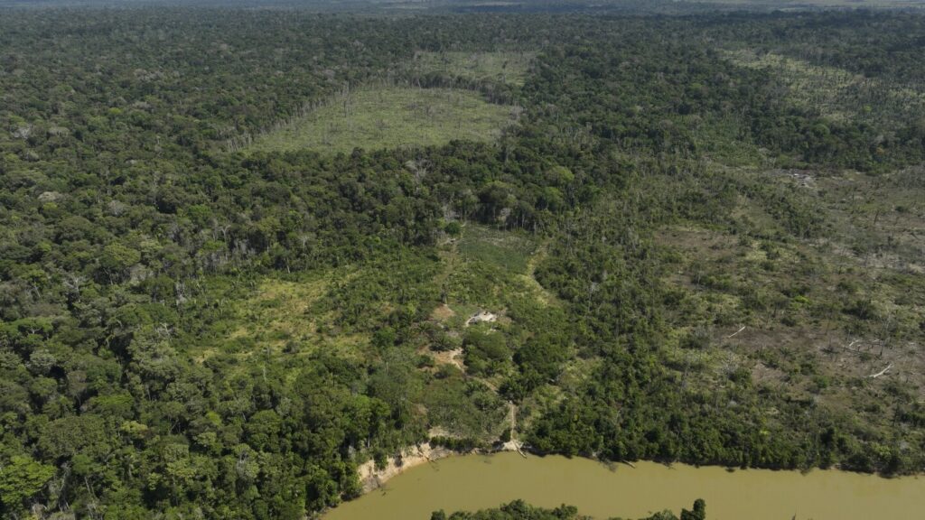 Judge in Brazil orders slaughterhouses to pay for Amazon reforestation