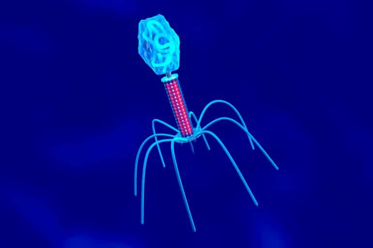 3d rendered illustration of a anatomically correct convergence to a bacteriophage, a virus that replicates within a bacterium.