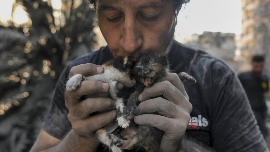 Activists risk their lives to rescue animals in areas of Lebanon hit by Israeli airstrikes