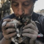 Activists risk their lives to rescue animals in areas of Lebanon hit by Israeli airstrikes