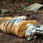 A tiger rolls over and plays dead. Looks harmless.......