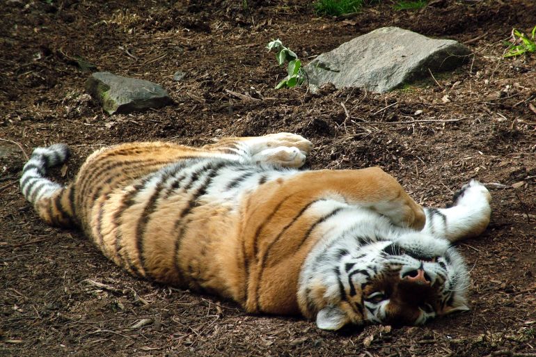 A tiger rolls over and plays dead. Looks harmless.......